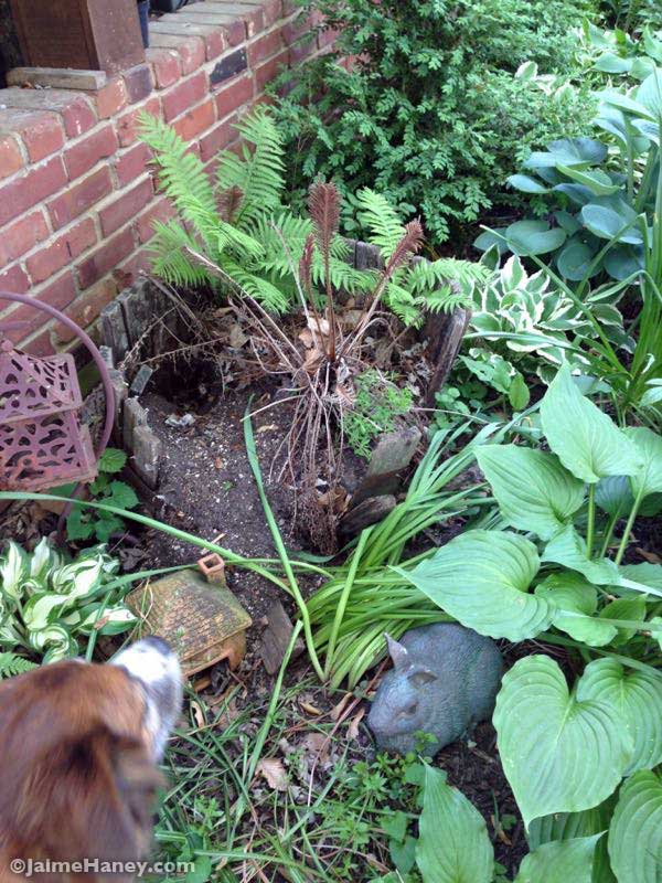 Before photo with rotted away whiskey half barrel planter