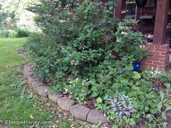 shade garden with blue glazed ceramic pot